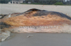 Huge whale found dead at Suratkal beach